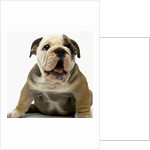 English Bulldog Puppy by Anonymous