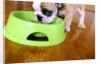 English Bulldog Puppy Eating by Anonymous