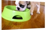 English Bulldog Puppy Eating by Anonymous