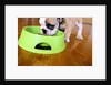 English Bulldog Puppy Eating by Anonymous