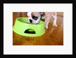 English Bulldog Puppy Eating by Anonymous