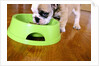 English Bulldog Puppy Eating by Anonymous