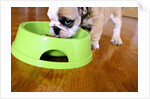English Bulldog Puppy Eating by Anonymous