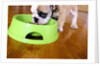 English Bulldog Puppy Eating by Anonymous