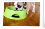 English Bulldog Puppy Eating by Anonymous
