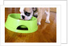 English Bulldog Puppy Eating by Anonymous