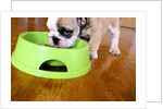 English Bulldog Puppy Eating by Anonymous
