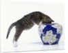 Kitten Looking in Decorated Vase by Anonymous