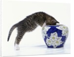 Kitten Looking in Decorated Vase by Anonymous
