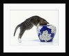 Kitten Looking in Decorated Vase by Anonymous