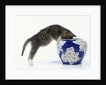 Kitten Looking in Decorated Vase by Anonymous