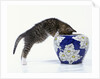 Kitten Looking in Decorated Vase by Anonymous