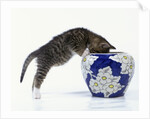 Kitten Looking in Decorated Vase by Anonymous