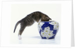 Kitten Looking in Decorated Vase by Anonymous
