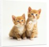 Two Kittens by Anonymous
