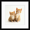 Two Kittens by Anonymous