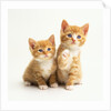Two Kittens by Anonymous