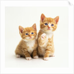 Two Kittens by Anonymous