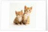 Two Kittens by Anonymous