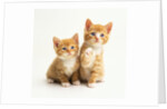 Two Kittens by Anonymous