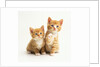 Two Kittens by Anonymous