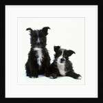 Two Terrier Puppies by Anonymous