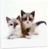 Two Tan and White Kittens by Anonymous