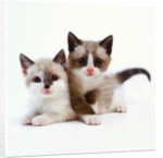 Two Tan and White Kittens by Anonymous