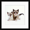 Two Tan and White Kittens by Anonymous
