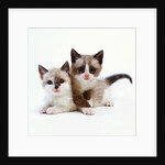Two Tan and White Kittens by Anonymous