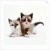 Two Tan and White Kittens by Anonymous