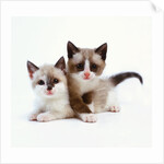 Two Tan and White Kittens by Anonymous