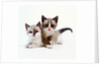 Two Tan and White Kittens by Anonymous