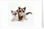 Two Tan and White Kittens by Anonymous