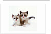 Two Tan and White Kittens by Anonymous