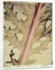 Kale by Jennifer Kennard