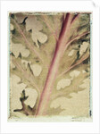 Kale by Jennifer Kennard