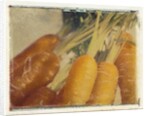 Carrots by Jennifer Kennard