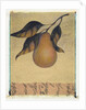 Single Pear by Jennifer Kennard