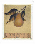 Single Pear by Jennifer Kennard