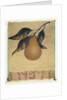 Single Pear by Jennifer Kennard