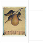 Single Pear by Jennifer Kennard