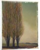 Three Poplars by Jennifer Kennard