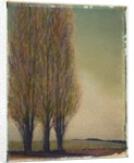 Three Poplars by Jennifer Kennard