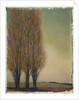 Three Poplars by Jennifer Kennard