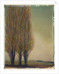 Three Poplars by Jennifer Kennard