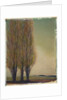 Three Poplars by Jennifer Kennard