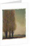 Three Poplars by Jennifer Kennard