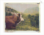 Alpine Cow by Jennifer Kennard