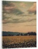 Skagit Daffodils #2 by Jennifer Kennard